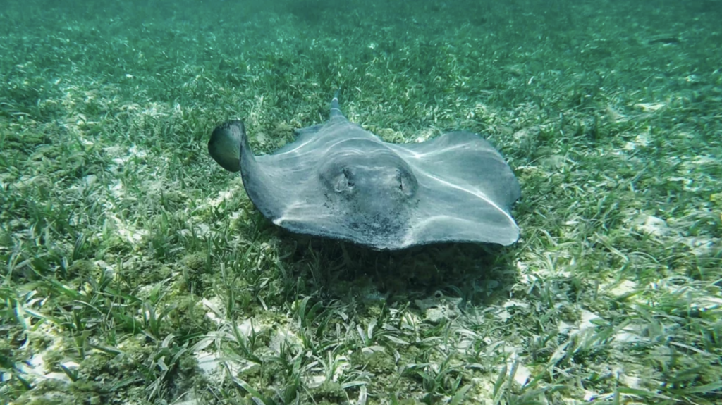 Belize Barrier Reef in Ambergris Caye