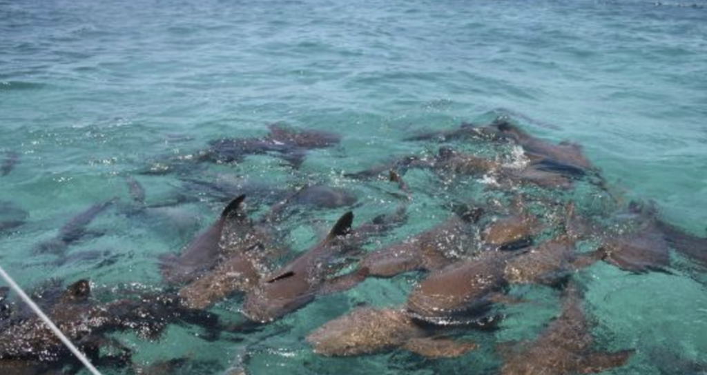 Belize Barrier Reef in Ambergris Caye
