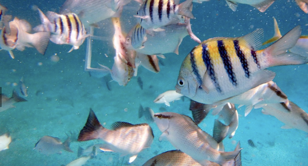Belize Barrier Reef in Ambergris Caye
