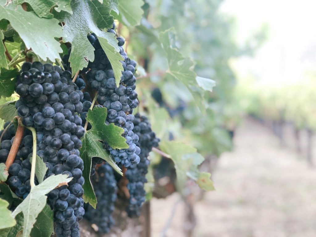 grapes