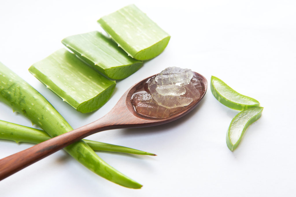 aloe plant