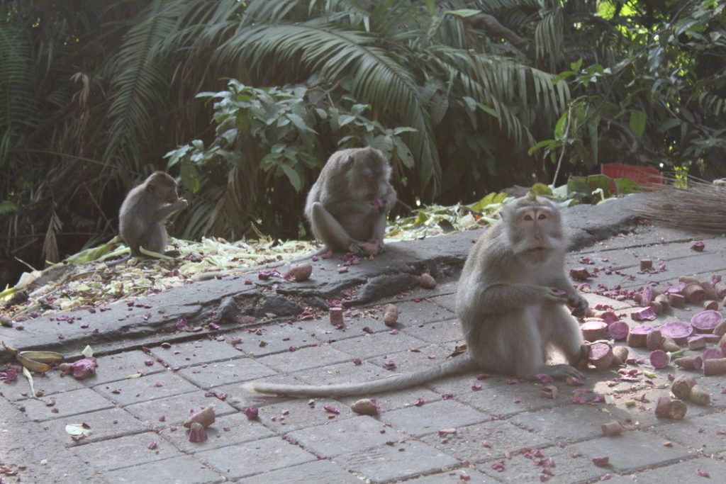 a photo of 3 monkeys eating purple potatoes at the Sacred Monkey Forest Sanctuary