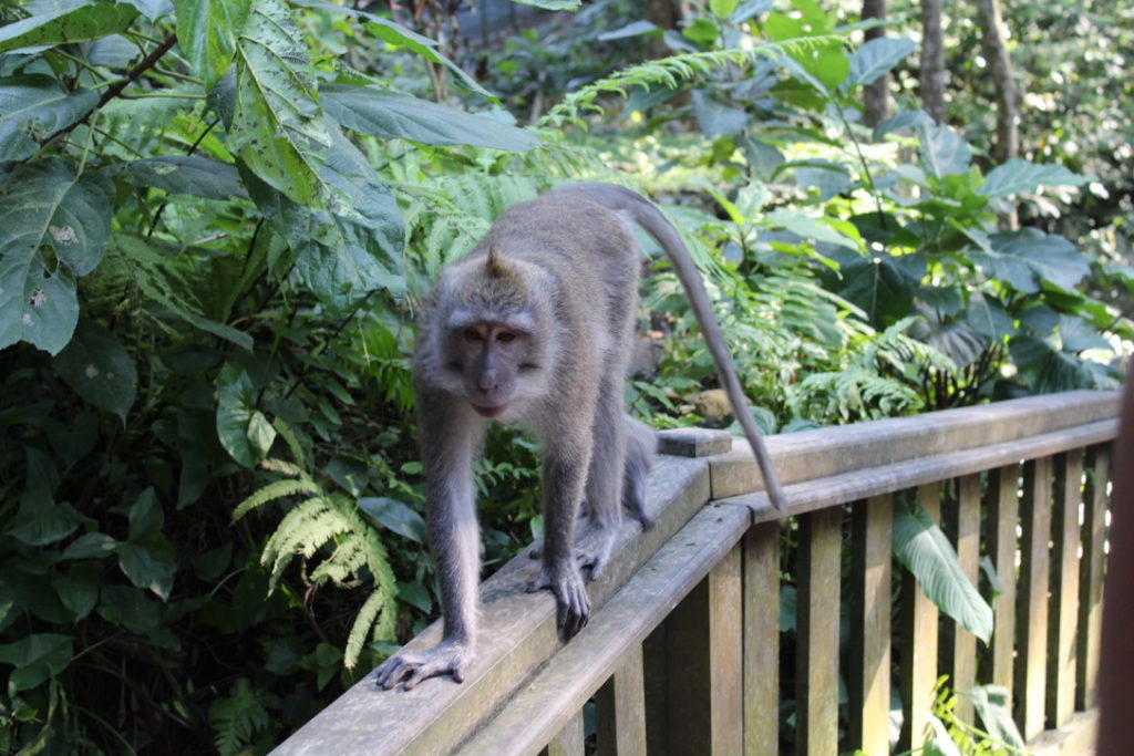 a photo of a monkey walking a ledge at the Sacred Monkey Forest Sanctuary