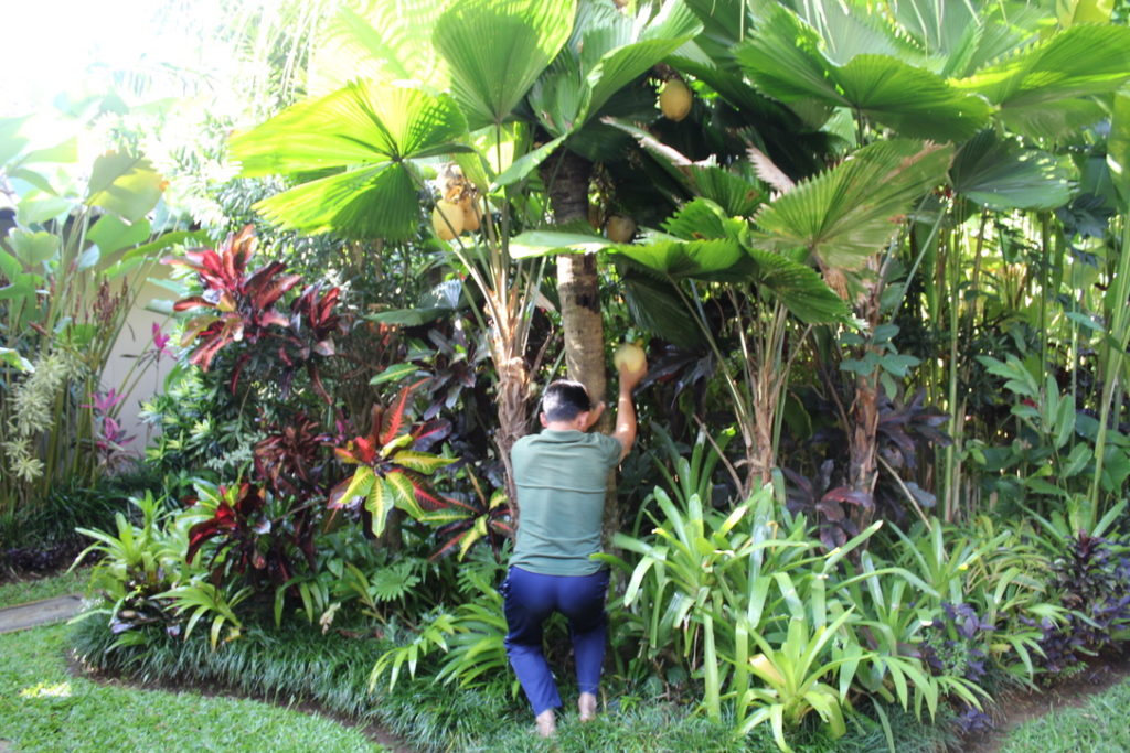 photo of a man climbing to grab coconuts in the front yard
