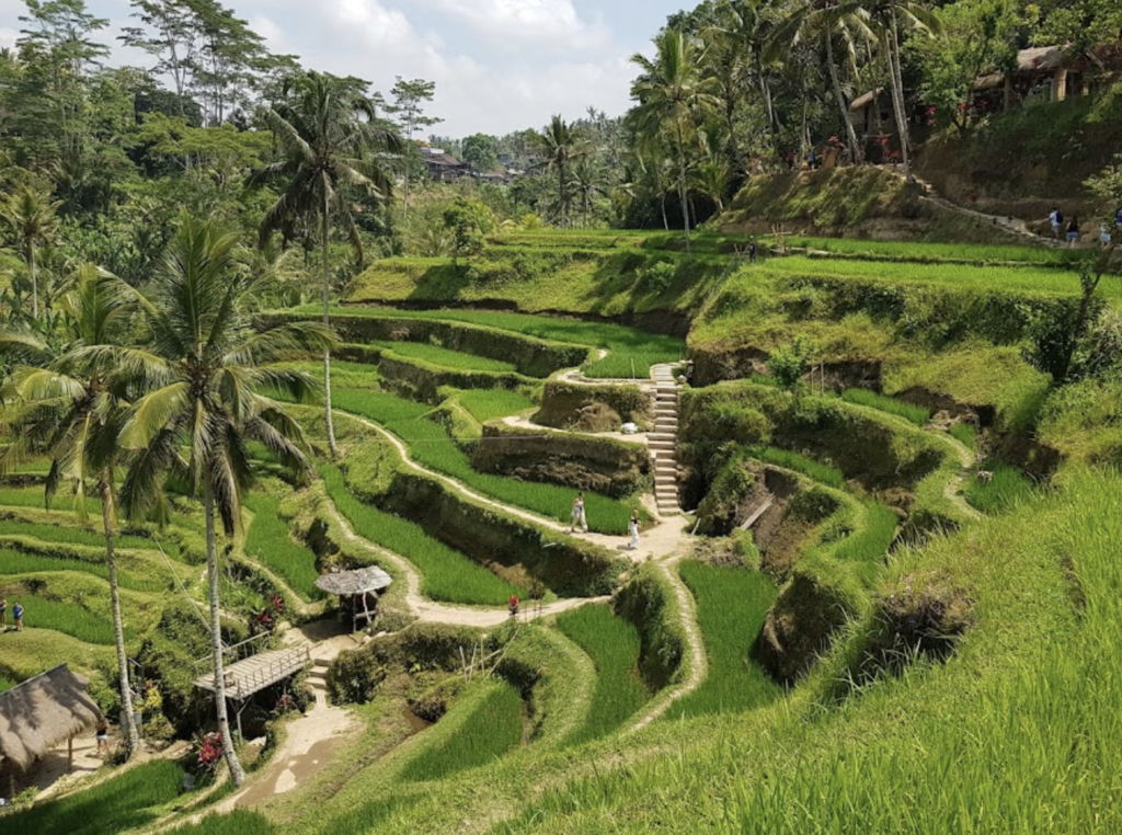 a photo of the Tegalalang Rice Fields in Bali