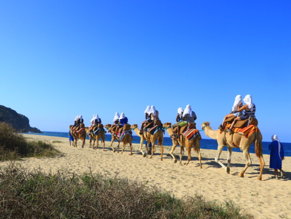 cabo adventures camel ride elicit folio