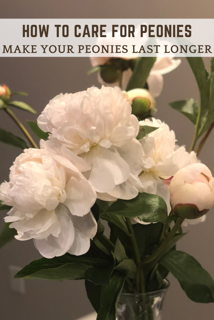 pinterest pin for how to care for peonies