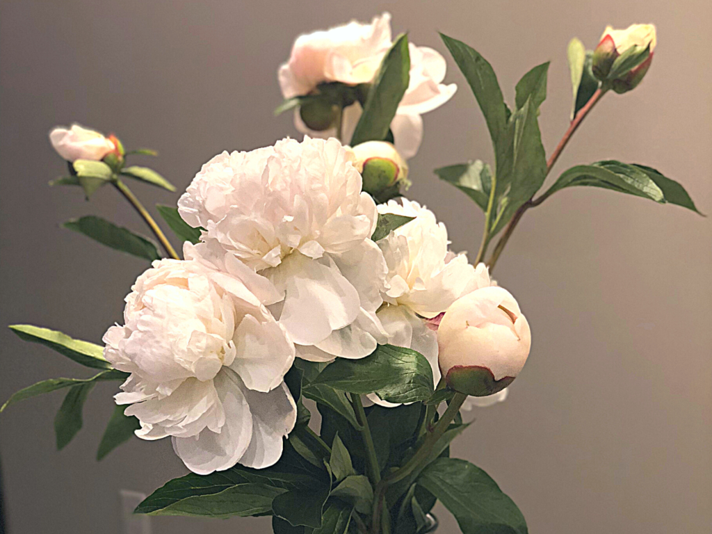close up photo of white peonies