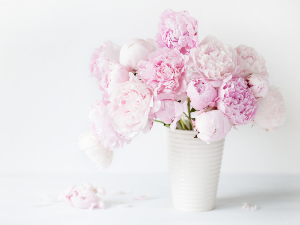 photo of pink peonies in a white vase