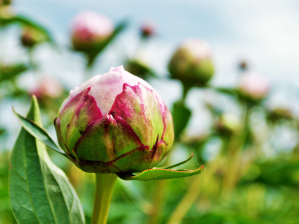 photo of closed peony bud