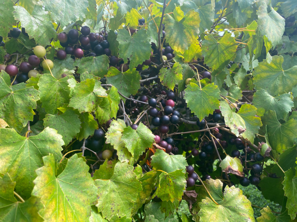 Photo of Grapes at Chateau Elan 