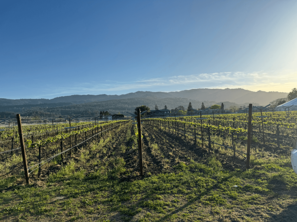 photo of vineyards in napa valley