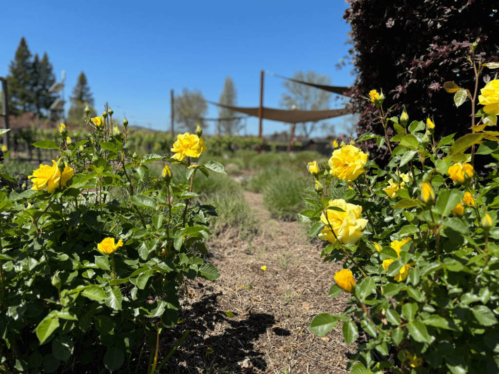 photo of flowers in napa valley