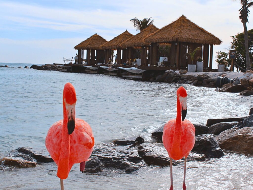 photo of flamingos in front of a cabana in aruba by elicit folio
