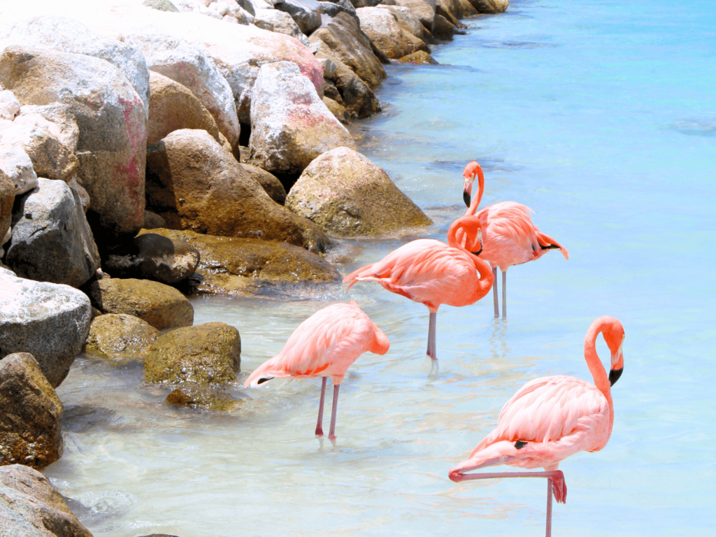 photo of flamingos in Aruba by elicit folio