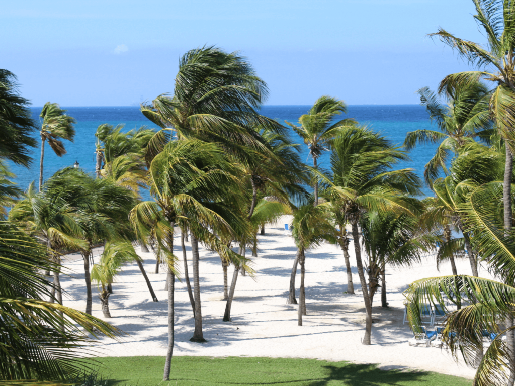picture of Aruba's trees by elicit folio