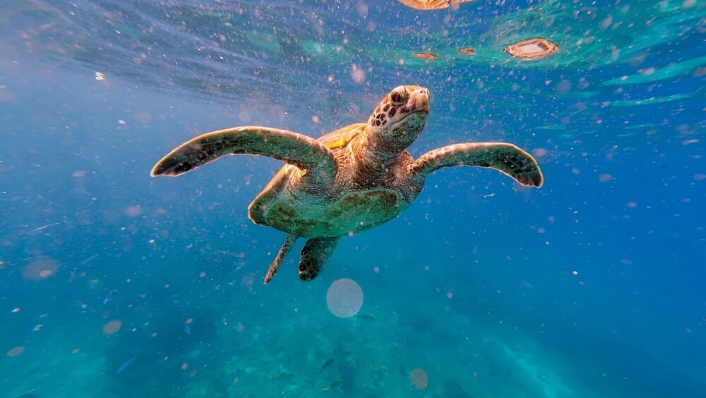 photo of a turtle in the ocean