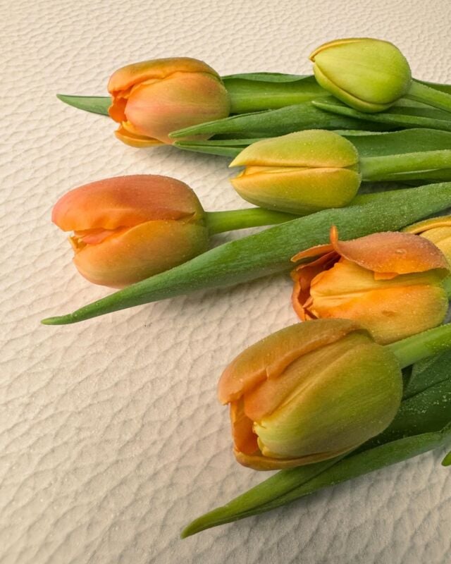Tulip season is here, which means spring is right around the corner. Spring is the personification of how beautiful change can be. 🌷